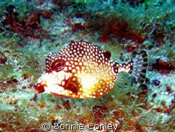 Trunkfish are one of my favorites!  I saw this little cut... by Bonnie Conley 